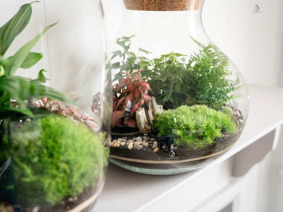 terrarium plante jardiland Closed Terrarium Kit 'Calgary' H:24cm