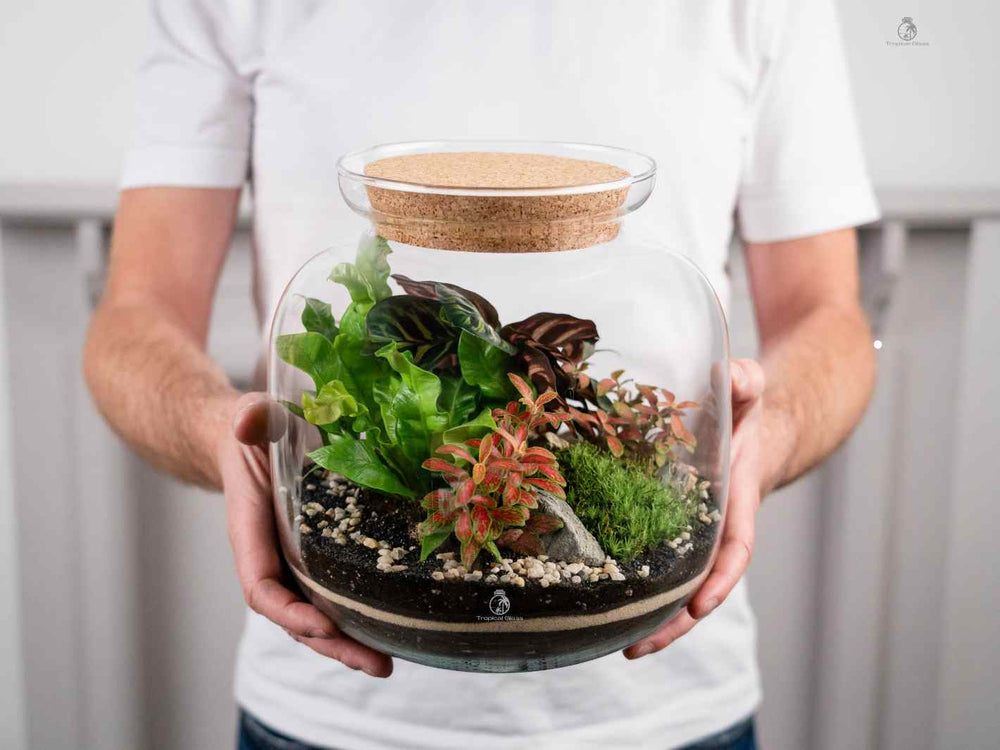 DIY Terrarium Kit with hand-blown glass container and live plants, including Fern, Fittonia, and Calathea