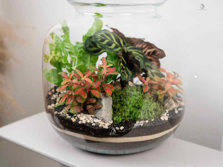 live plant terrarium DIY Terrarium Kit 'Leeds' H:25cm