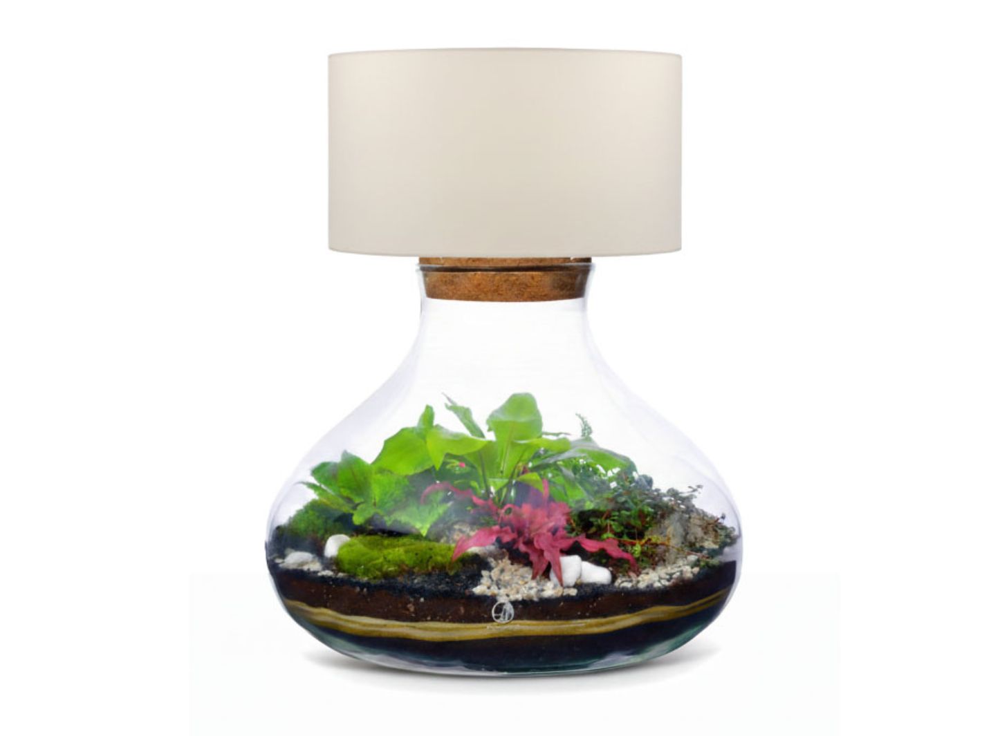 DIY Terrarium Lamp Kit with Live Plants and Moss