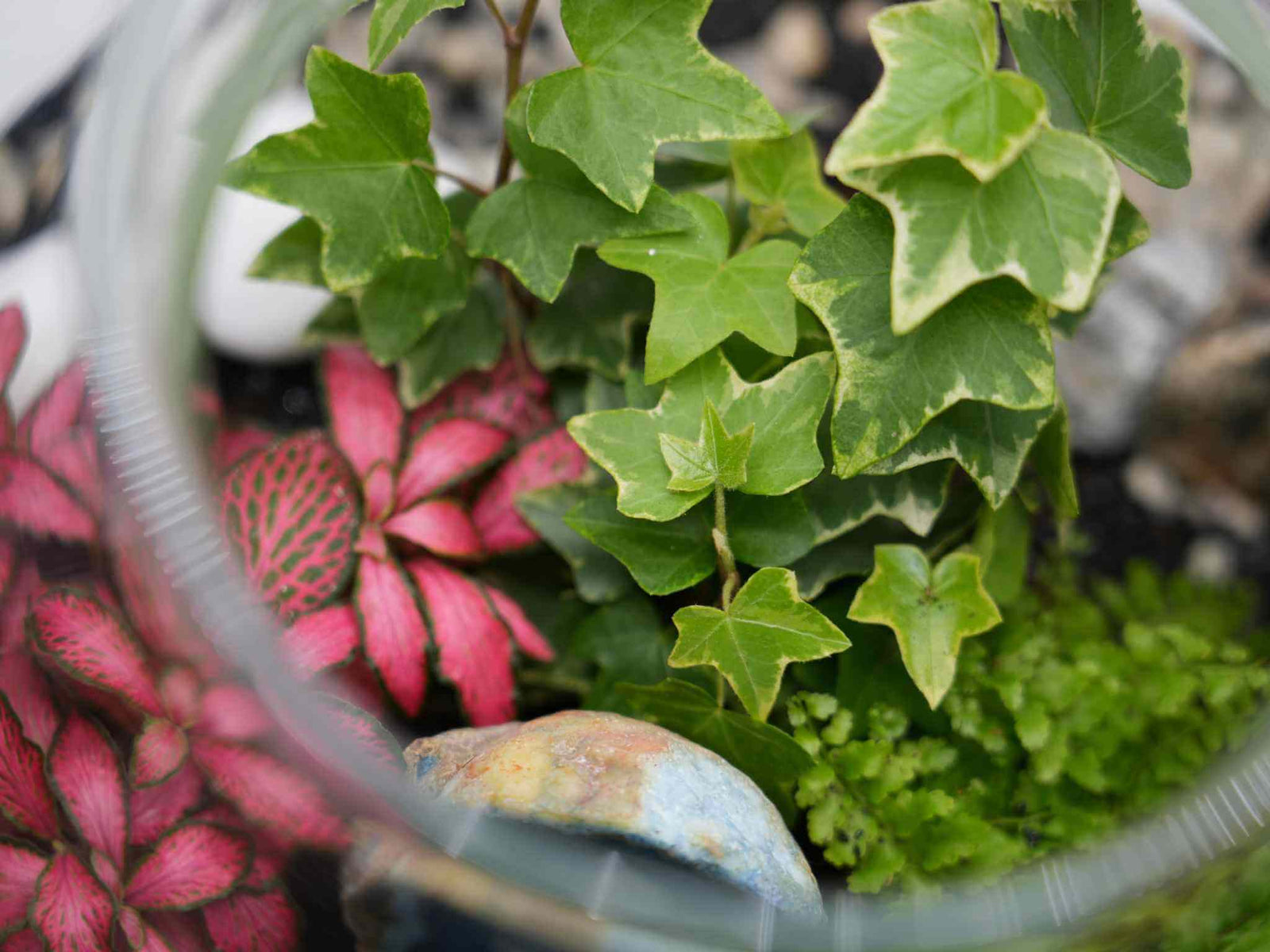 A close-up view of a vibrant terrarium featuring lush green Ivy leaves, bright pink Fittonia plants, and small patches of moss. Colorful decorative stones add visual interest to the miniature ecosystem inside the glass container.