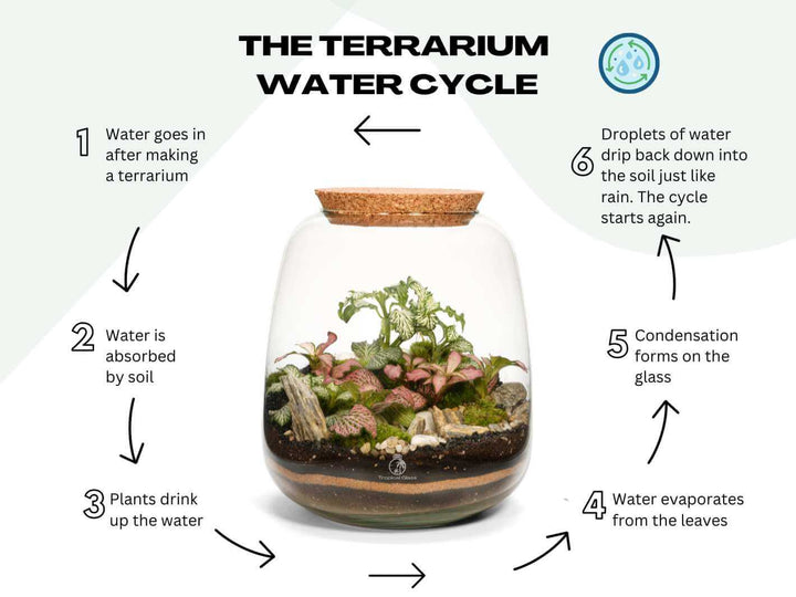 Closed terrarium water cycle showing condensation and natural self sustaining ecosystem