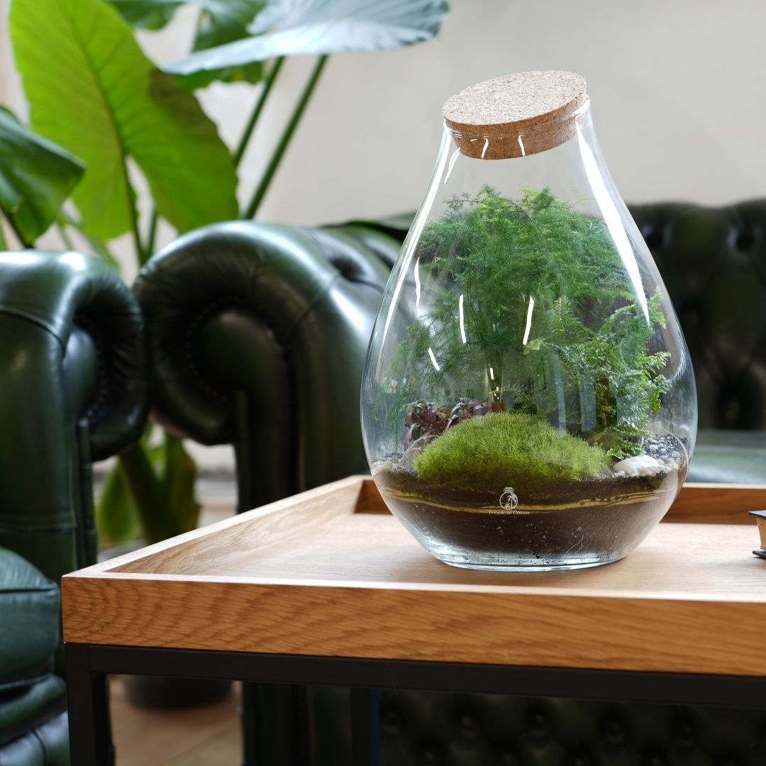 A teardrop-shaped glass terrarium filled with lush greenery, including ferns and moss, sits on a wooden table. The terrarium features a cork lid and is surrounded by elegant green leather chairs and large leafy plants in the background.