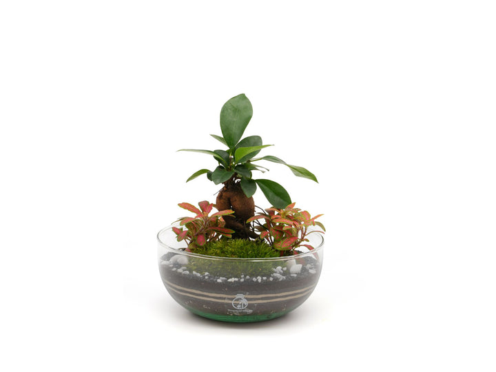 DIY Terrarium Kit with Bonsai and Fittonia H: 21 cm | 'Sapporo'