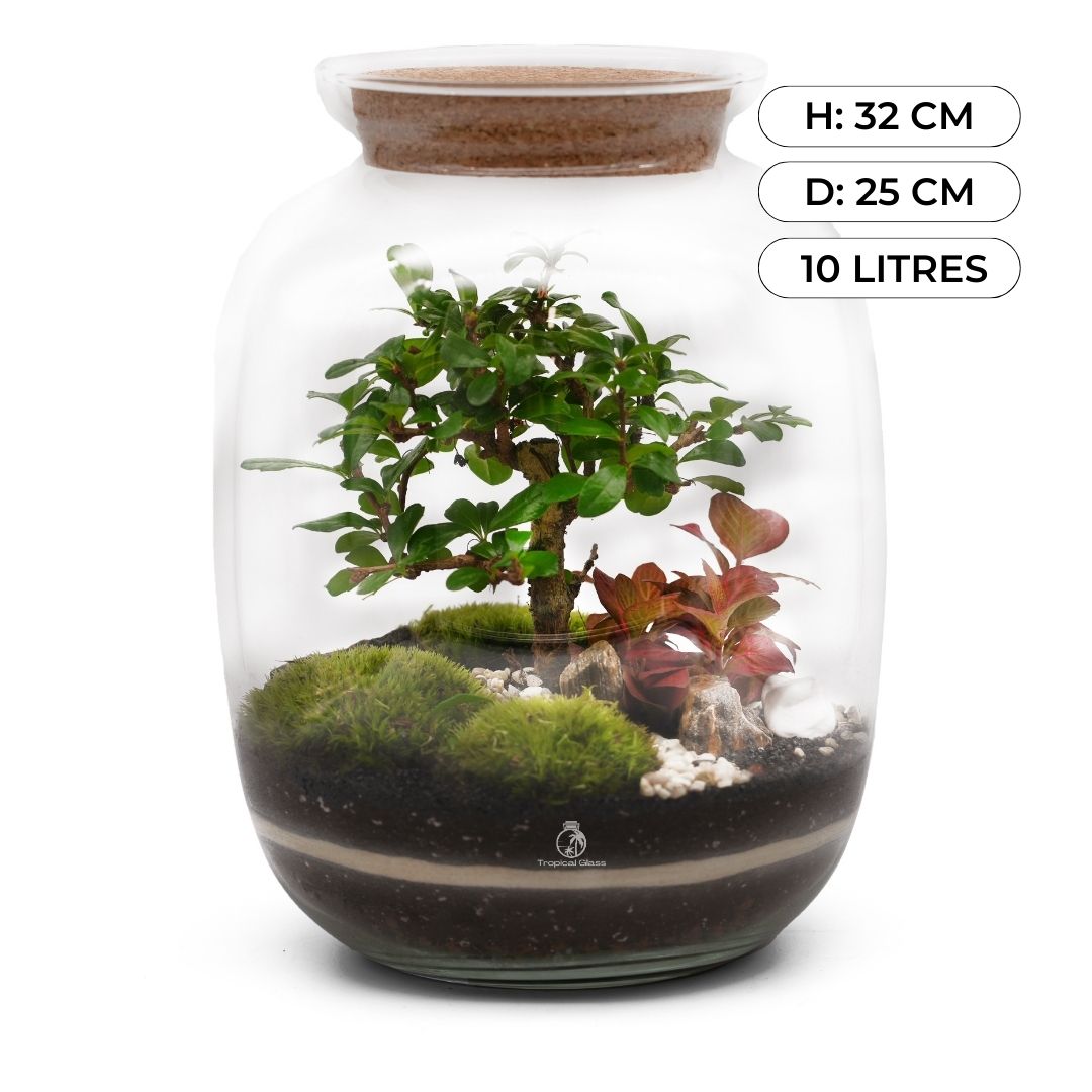 bonsai tree closed terrarium Closed Terrarium DIY Kit with Live Bonsai