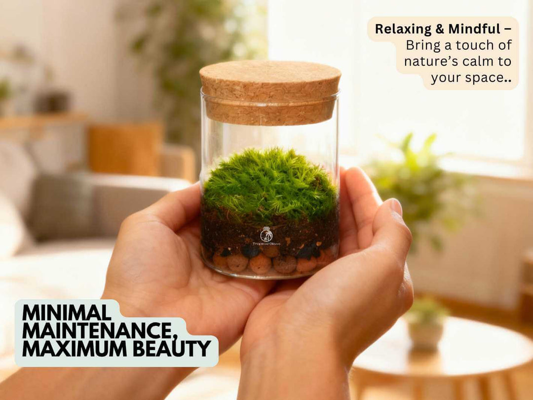 Tiny ready made moss terrarium with cork lid, ideal decorative plant jar for home or office spaces.