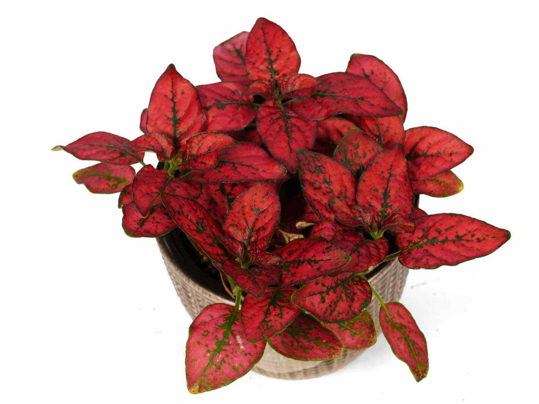 A vibrant Hypoestes red, or Polka Dot Plant, features striking red and green foliage in a decorative pot. The dense leaves showcase a unique pattern, enhancing the plants eye-catching appearance.