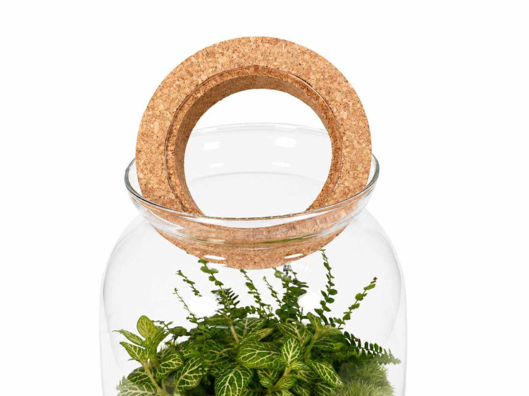 Transparent cork lid fitted on a glass terrarium jar with green terrarium plants inside
