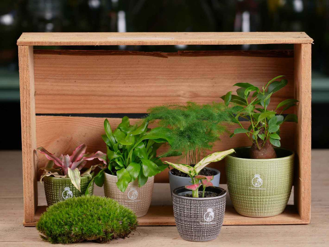 Collection of potted plants in front of a wooden box on a wooden surface.