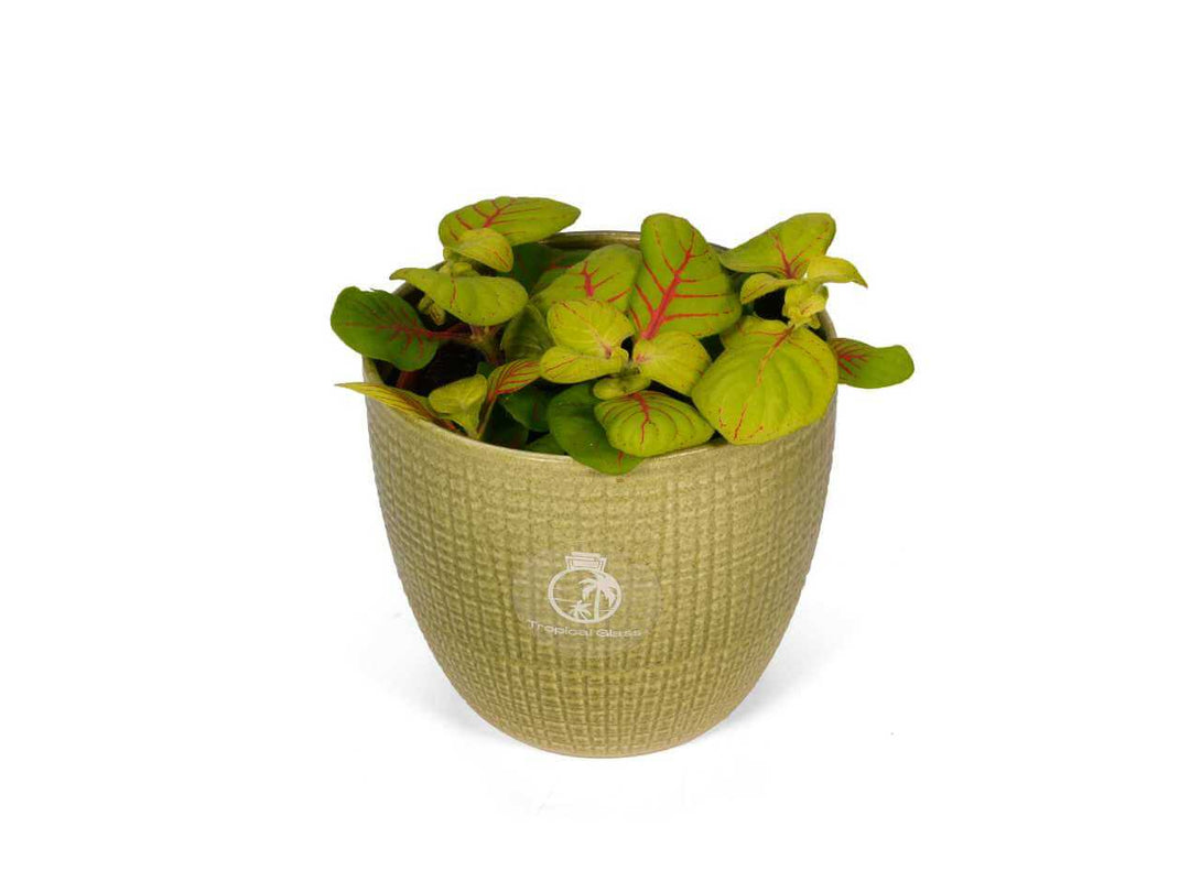 Fittonia Bubble Green suitable as a small houseplant 