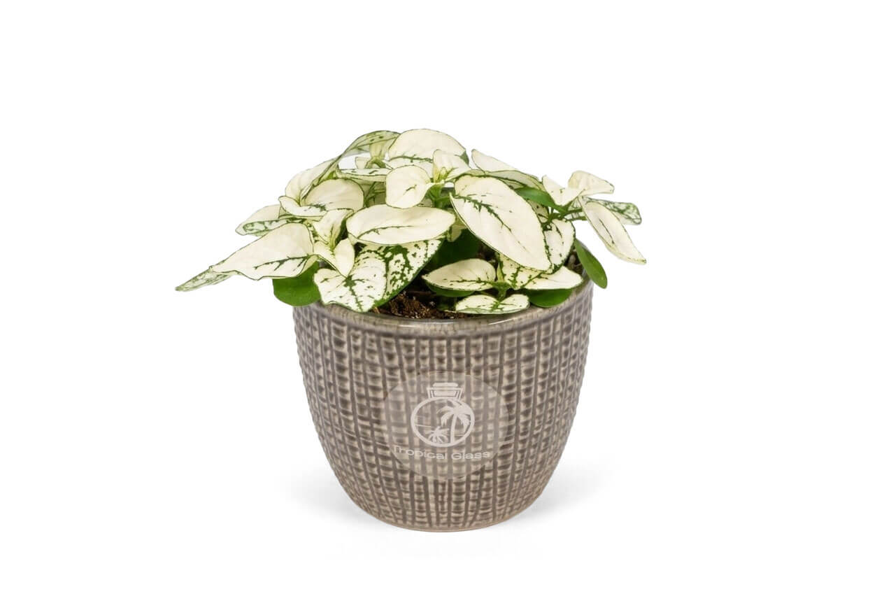 A lush White Polka Dot Plant features striking green and white foliage with unique speckled patterns, nestled in a textured gray decorative pot. The plants vibrant colors are accentuated against a clean white background.