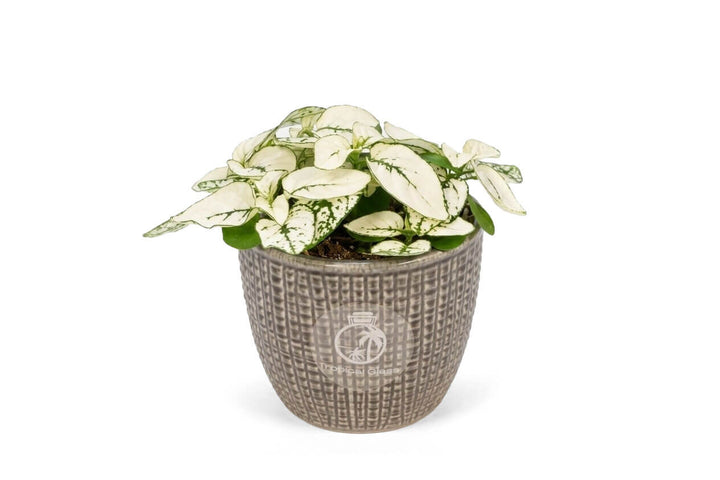 white-unique-house-plant