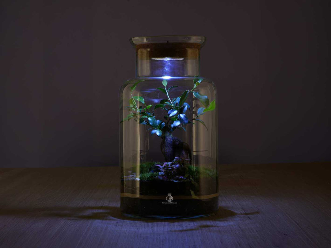 Glass terrarium with plants and a light on a dark background