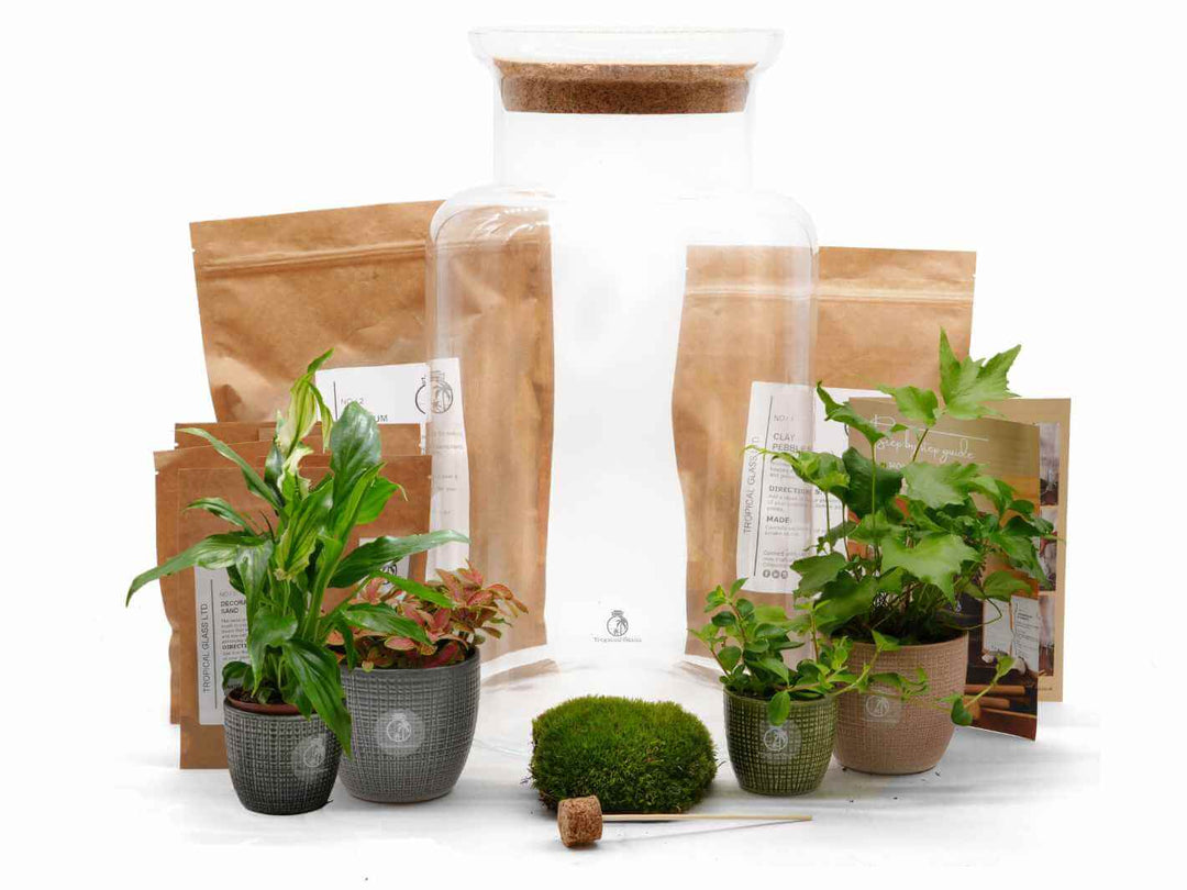 DIY Closed Terrarium Kit with Live Plants and Moss