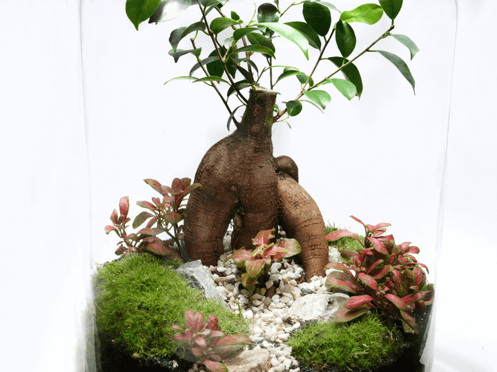 Miniature garden with plants and rocks on a white background