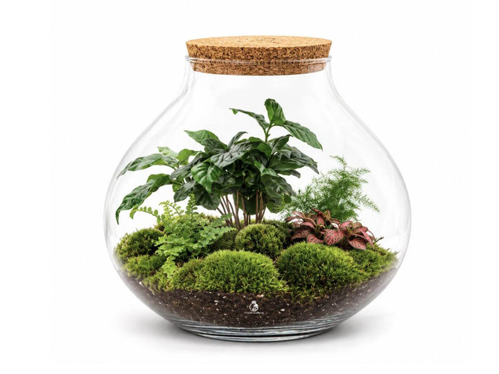 XL ready-made terrarium with live plants and moss in a round glass jar with cork lid