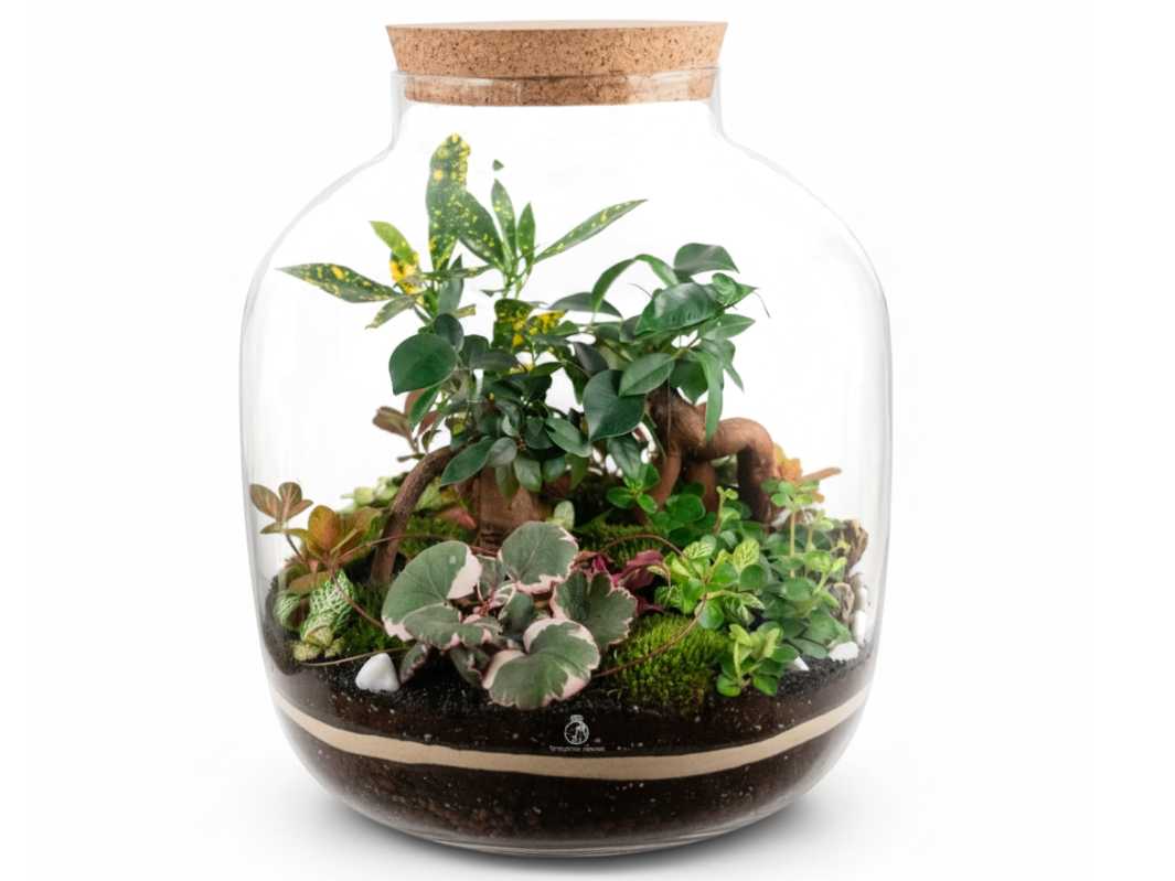 XL terrarium kit with plants, clay pebbles, and bun moss