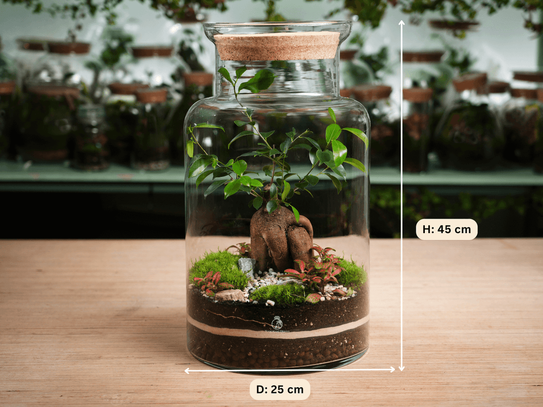 Finished closed terrarium displayed in a home interior setting

