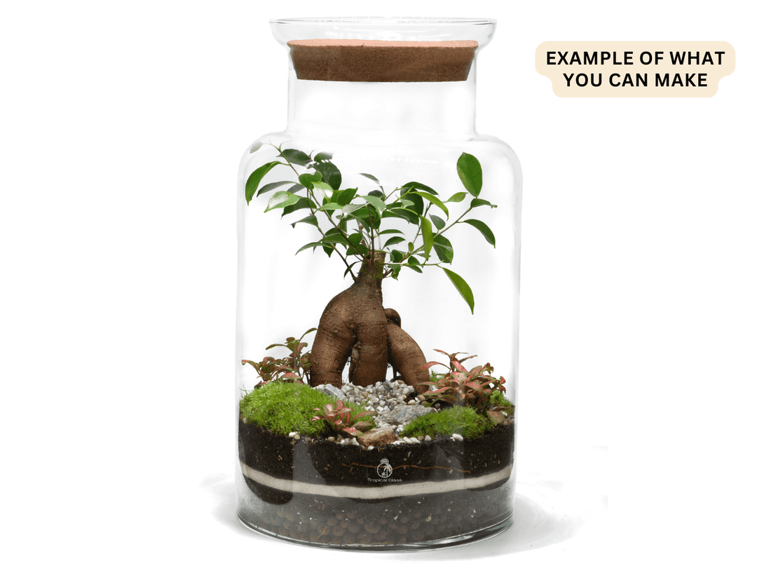 Terrarium with plants and rocks inside a glass jar on a white background