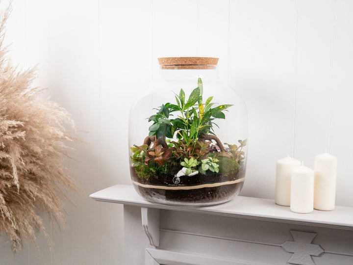 terrarium plante truffaut XL Closed Terrarium Kit 'Nagoya' H:38cm