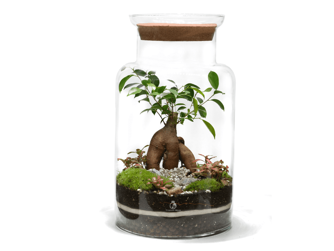 Closed DIY terrarium kit with Ficus Ginseng and Fittonia in a 45 cm glass jar with cork lid