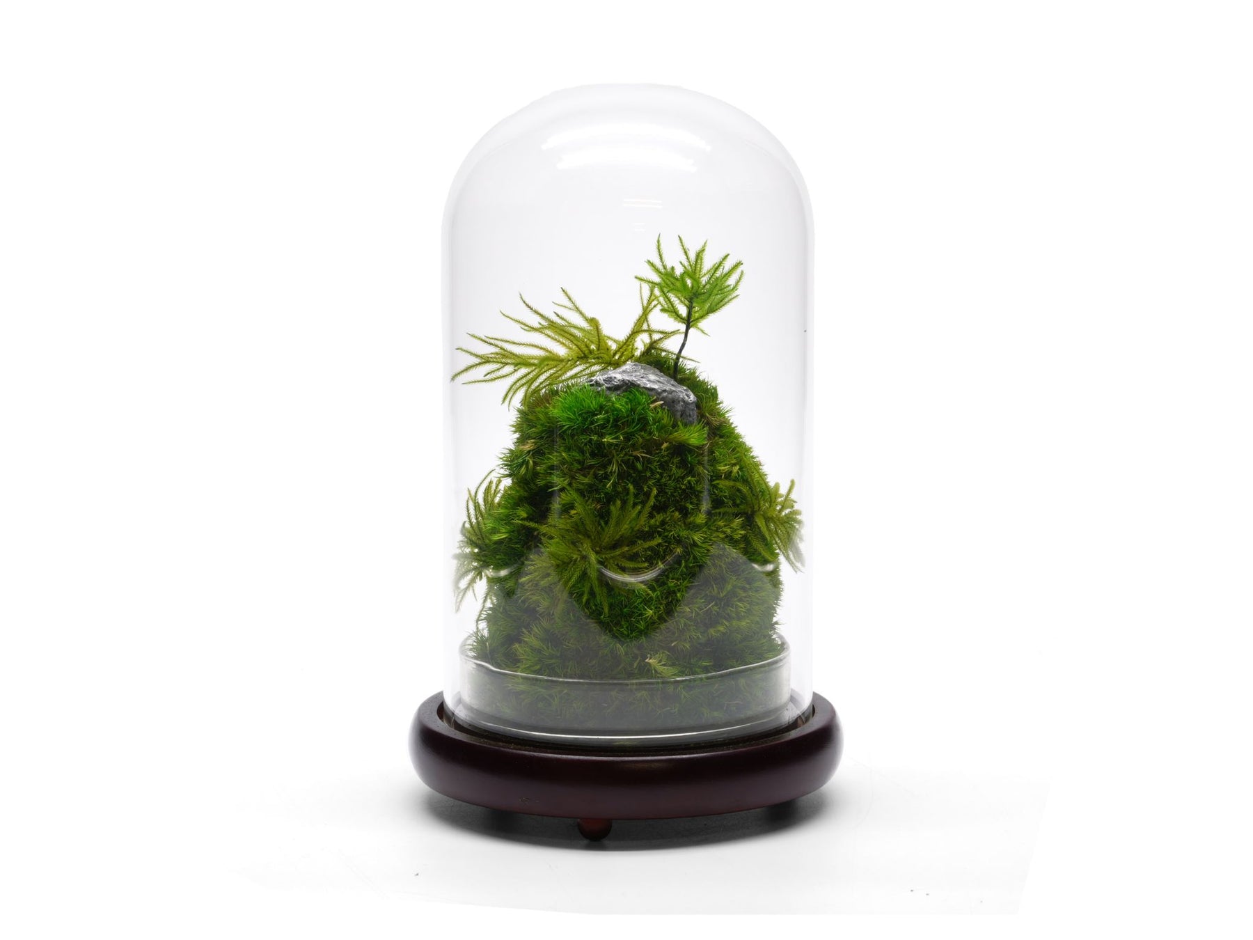 No Fuss, No Water, Moss Terrarium