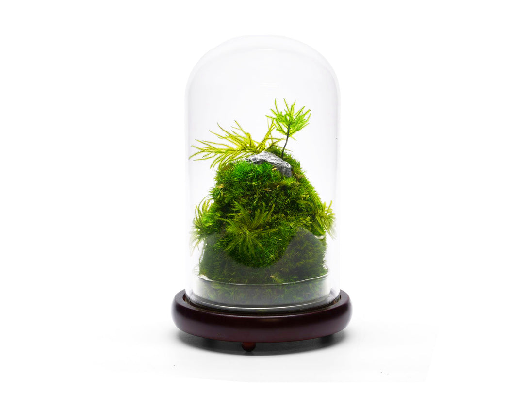 Preserved Moss Terrarium in Cloche