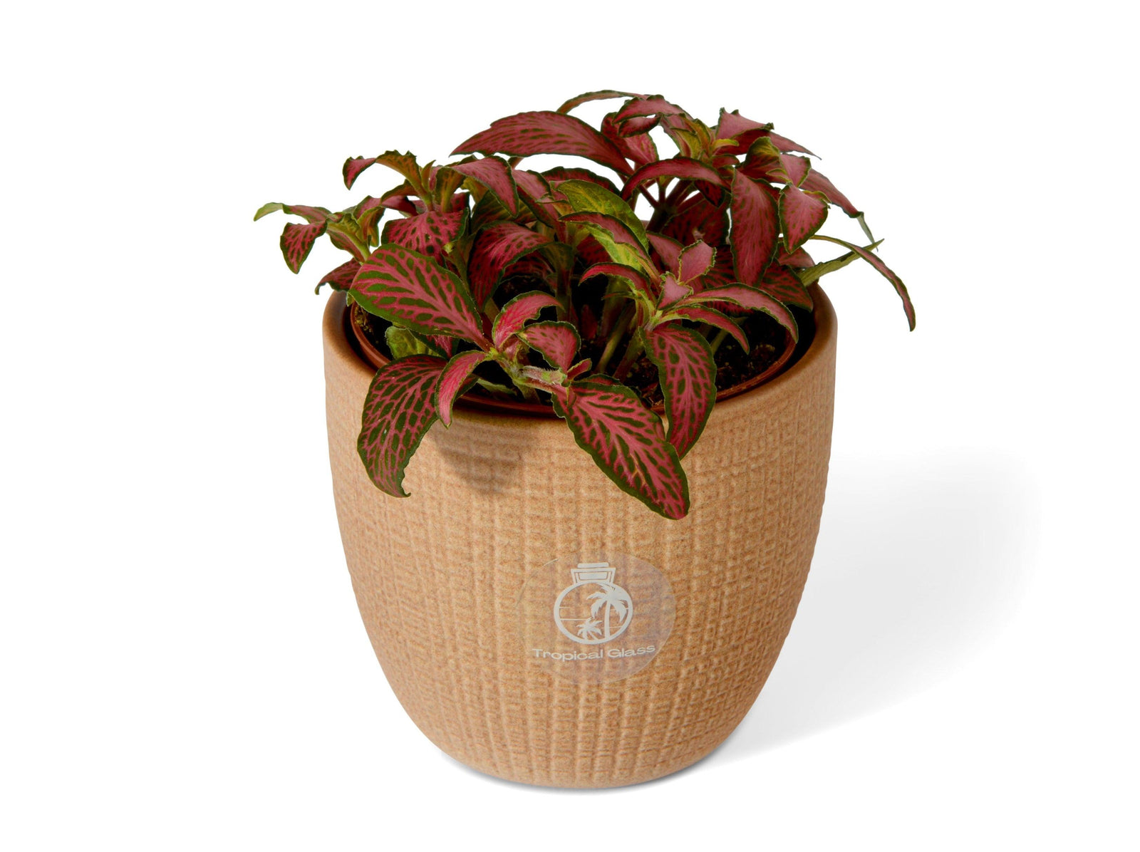 Red Fittonia nerve plant in an 8.5 cm pot, front view. 