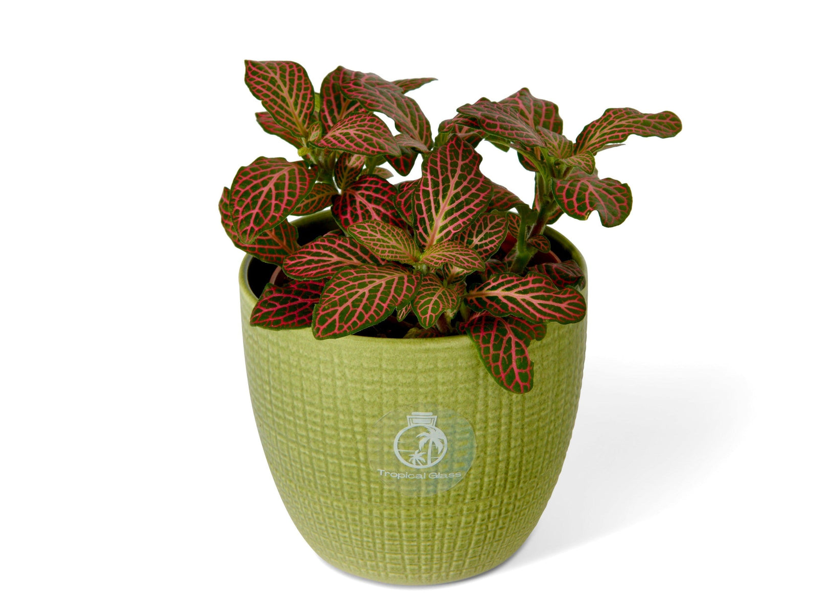 Green and Red Fittonia | 8.5 cm pot - Tropical Glass