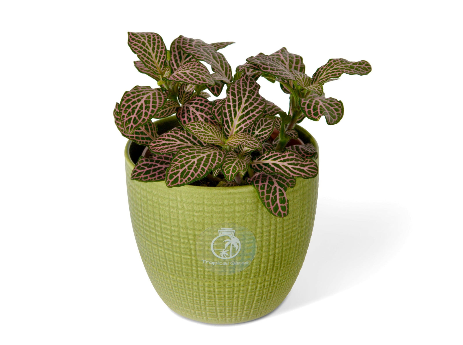 Pink Fittonia Forest Flame mosaic nerve plant in an 8.5 cm pot, side view.