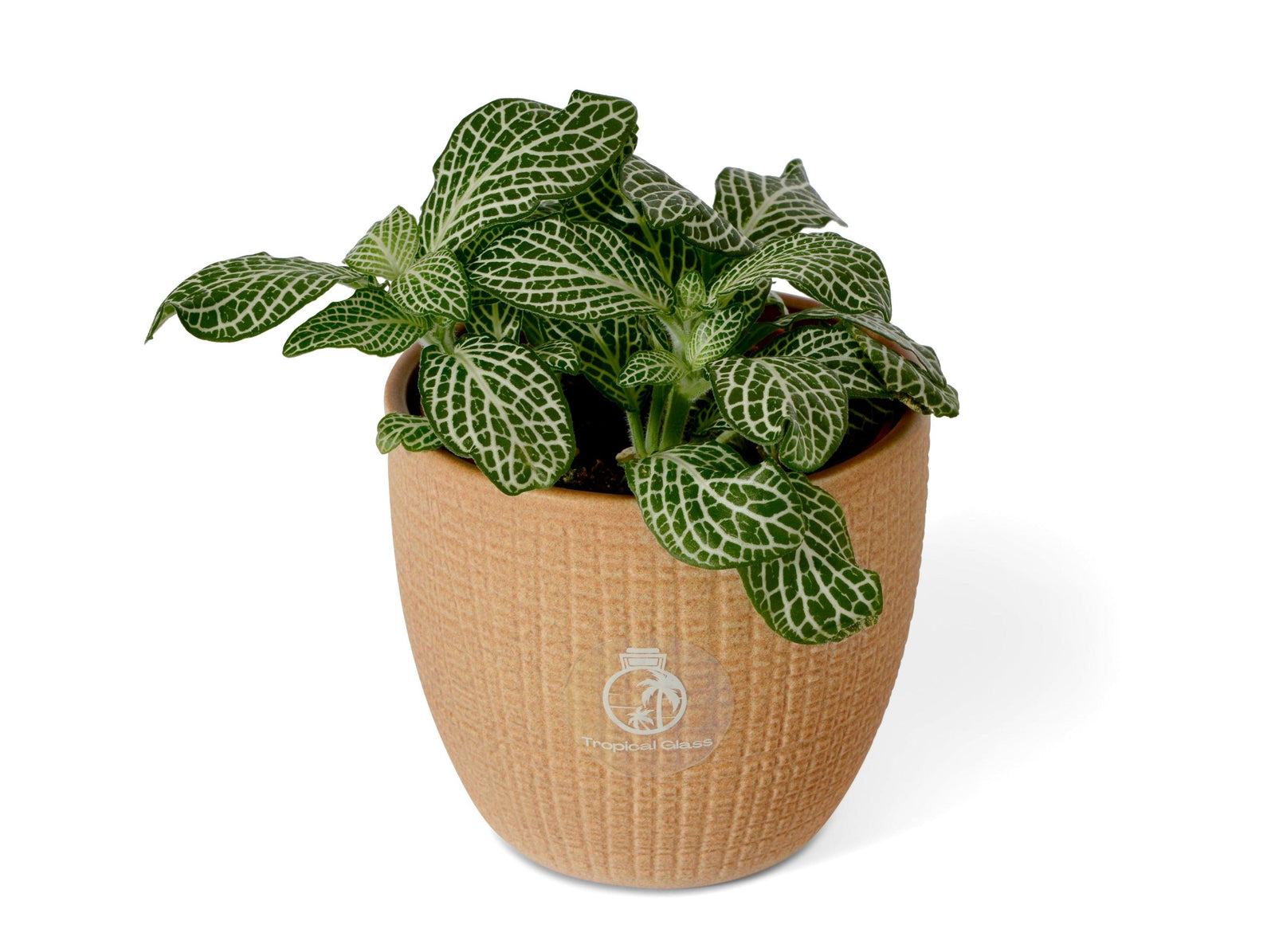 Green Fittonia | Nerve Plant | 8.5 cm pot - Tropical Glass
