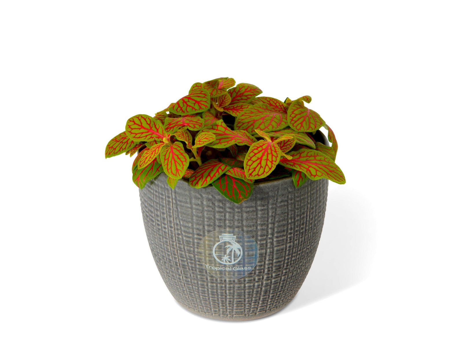Lime Fittonia | 8.5 cm pot - Tropical Glass