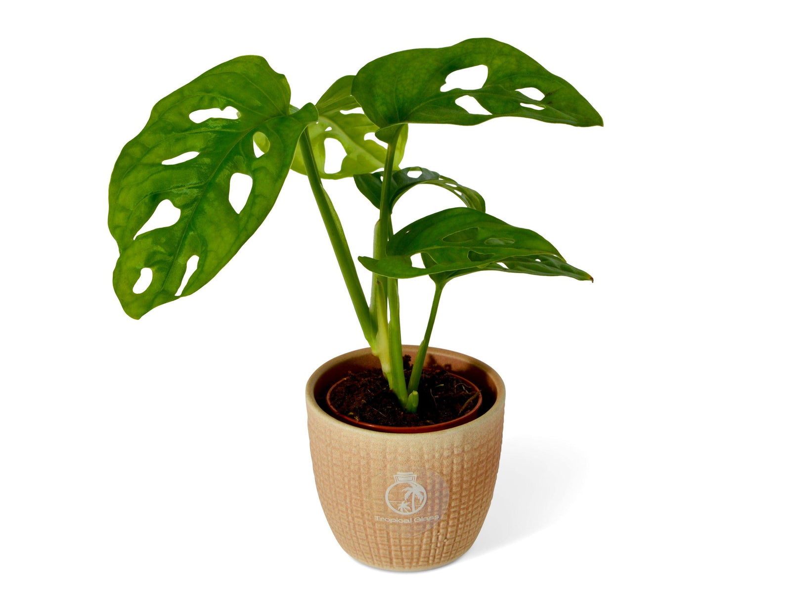 Monstera Adansonii | Monstera Monkey Mask - Tropical Glass