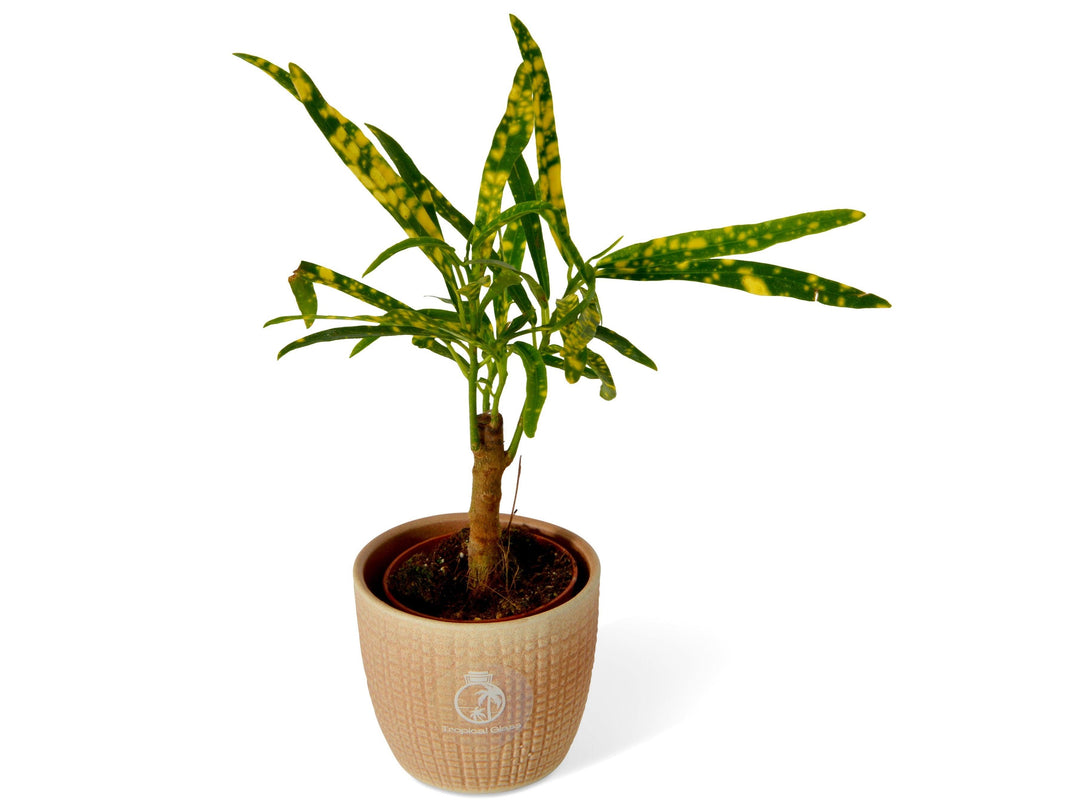 Codiaeum Variegata Pictum | Baby Croton | 6 cm pot - Tropical Glass