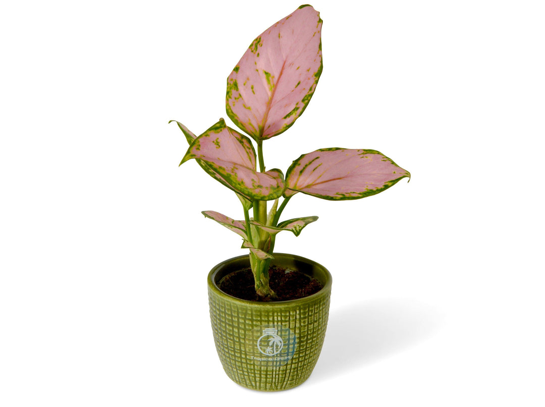 aglaonema red zirkon Aglaonema Red Zirkon | Chinese Evergreen