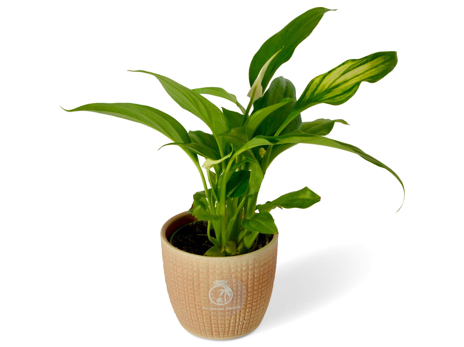 Spathiphyllum Chopin 'Peace Lily' | 6 cm pot - Tropical Glass