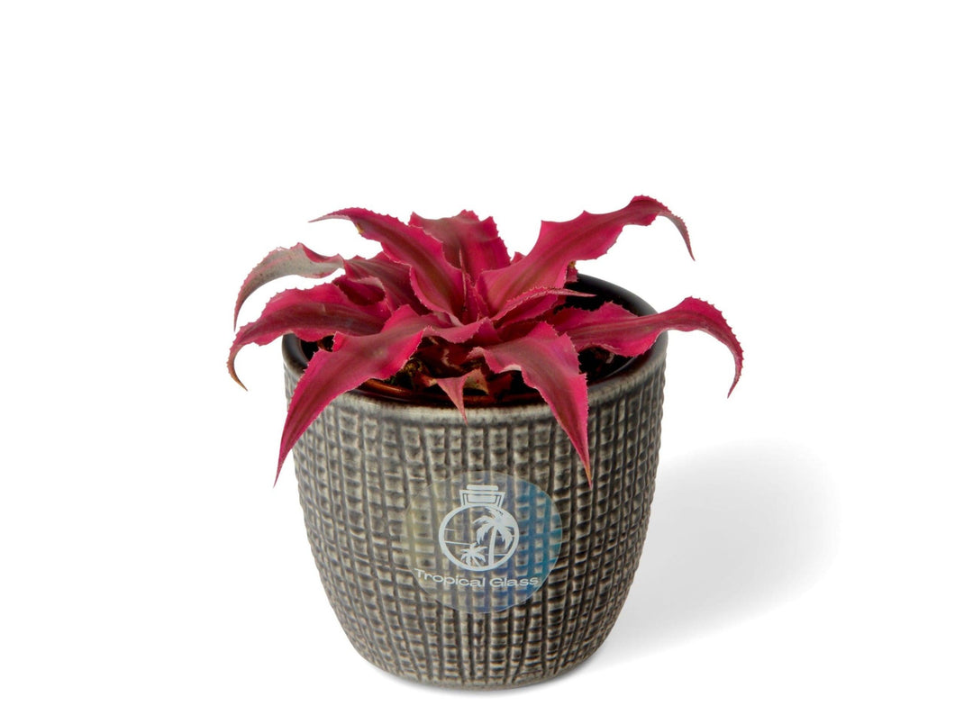 Cryptanthus Rubin Star | Baby Earth Star | 5.5cm pot - Tropical Glass