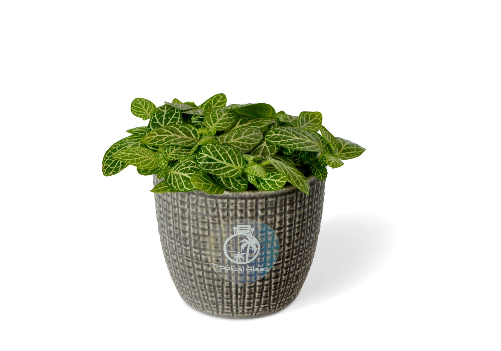 Green Baby Fittonia | Nerve Plant | 5.5 cm pot - Tropical Glass