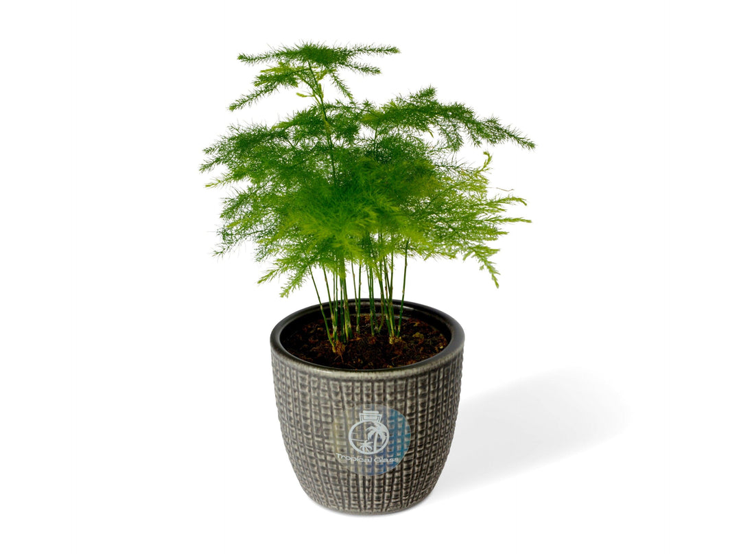 Small Asparagus Fern | Baby Plant | 6 cm pot - Tropical Glass