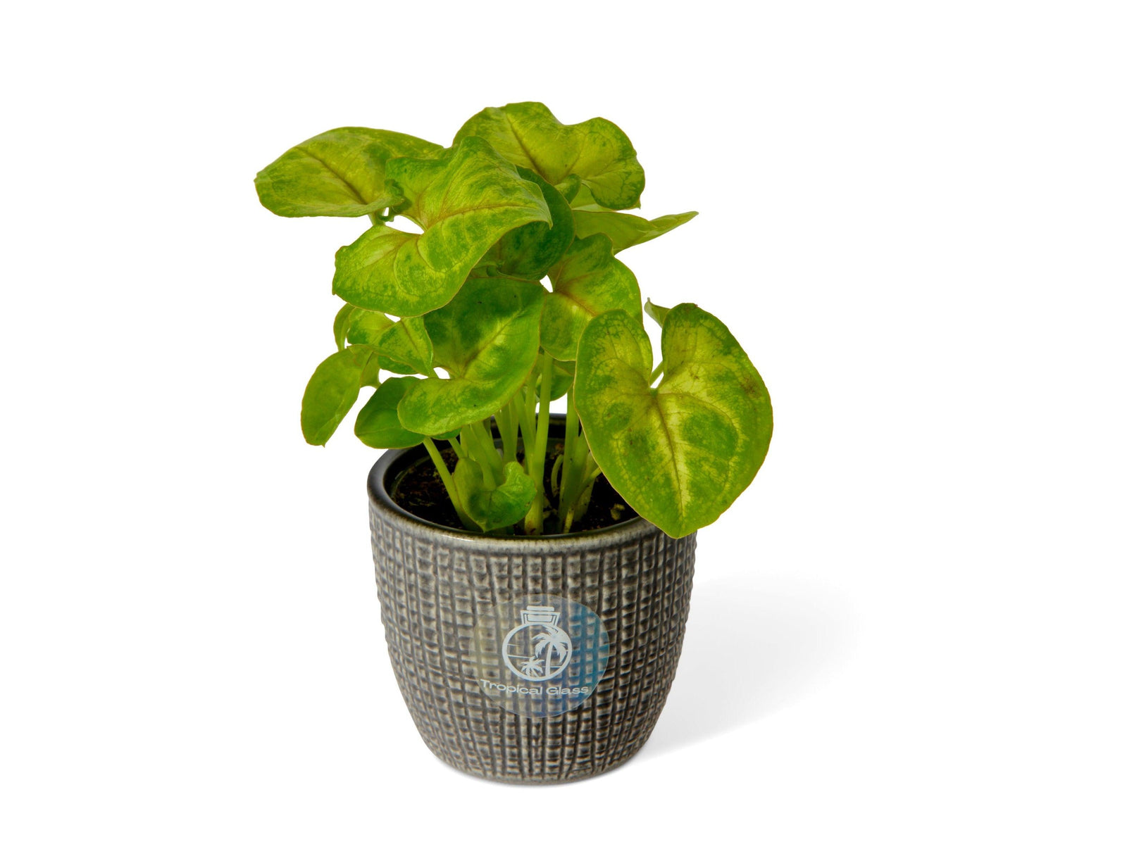 A vibrant Syngonium podophyllum Golden plant featuring lush, heart-shaped leaves with striking yellow variegation is displayed in a textured gray nursery pot. The plants lively foliage adds a fresh touch to any indoor space.