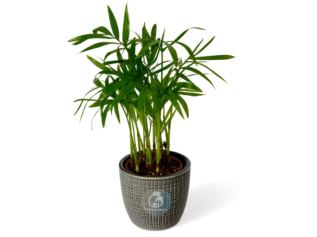 Baby Parlour Palm (Chamaedorea Elegans) | 5 cm pot - Tropical Glass