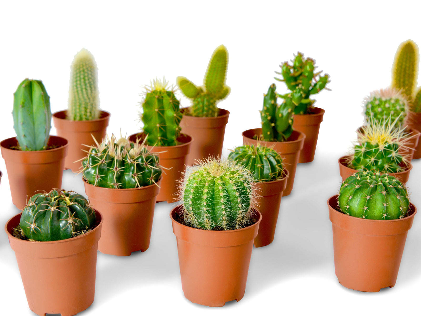 DIY Medium Terrarium Starter Kit for Succulents and Cacti | Suitable for Jar with a diameter  from 10cm to 15 cm. - Tropical Glass