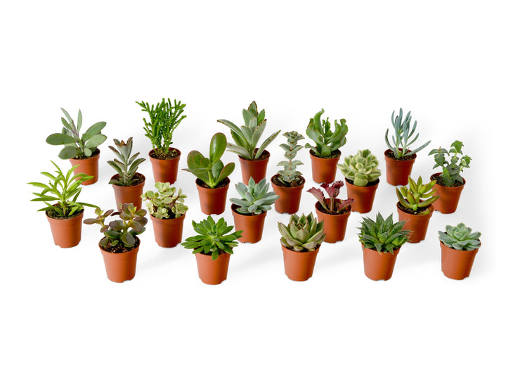 Mix of Baby Cacti and Succulents Plants | 5,5 cm pot - Tropical Glass