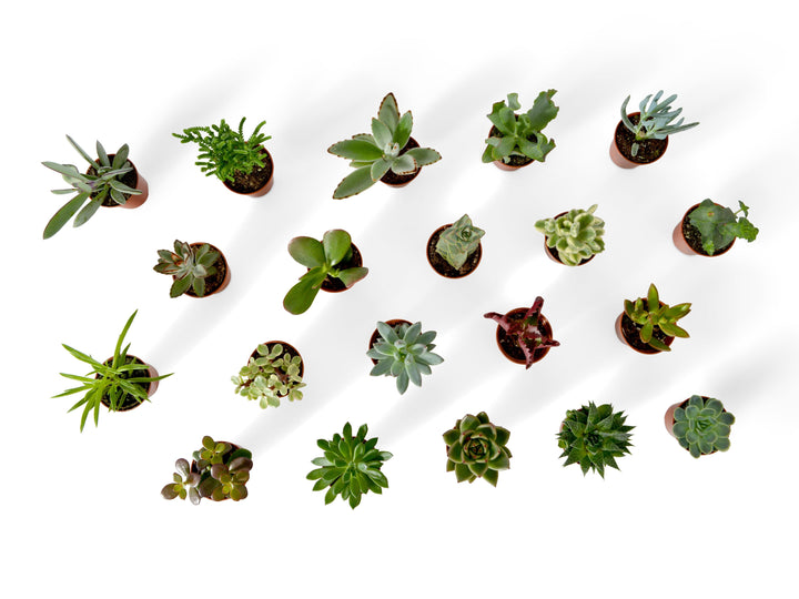 Mix of Baby Succulents | 5 cm pot - Tropical Glass