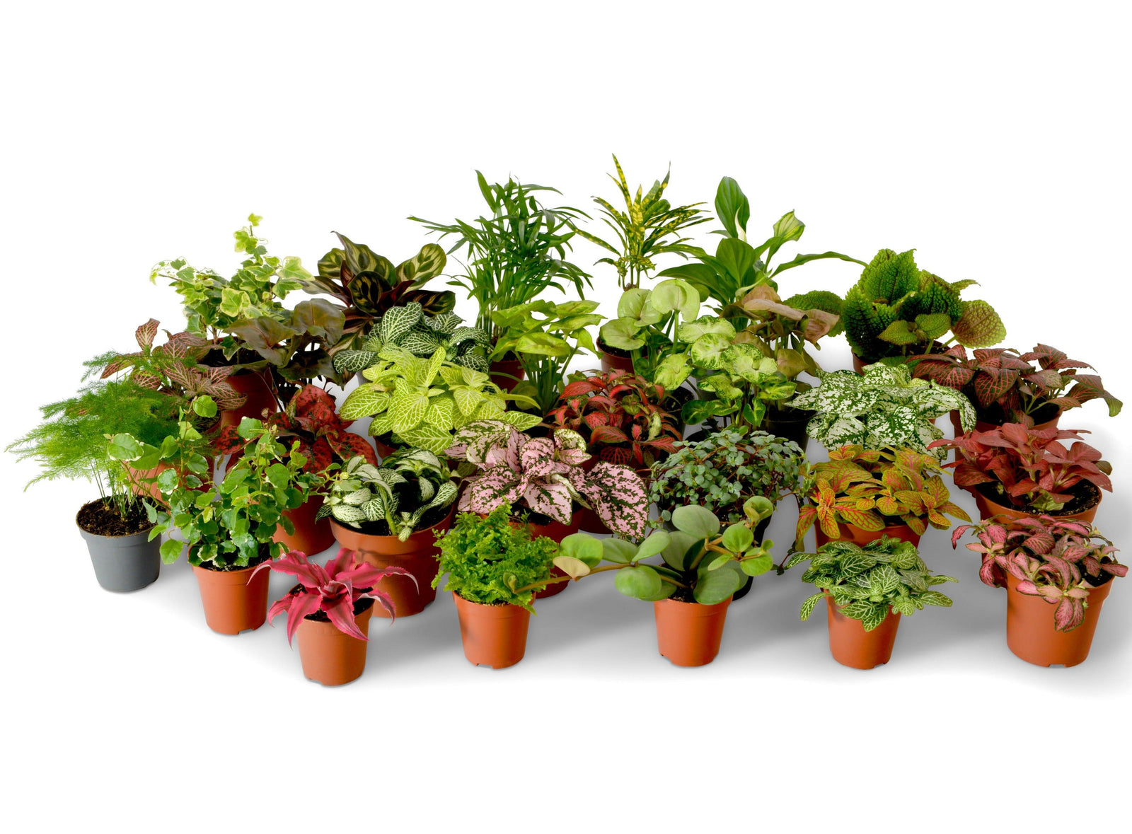 A diverse assortment of small potted plants is displayed on a white background, featuring various leafy greens and colorful foliage.