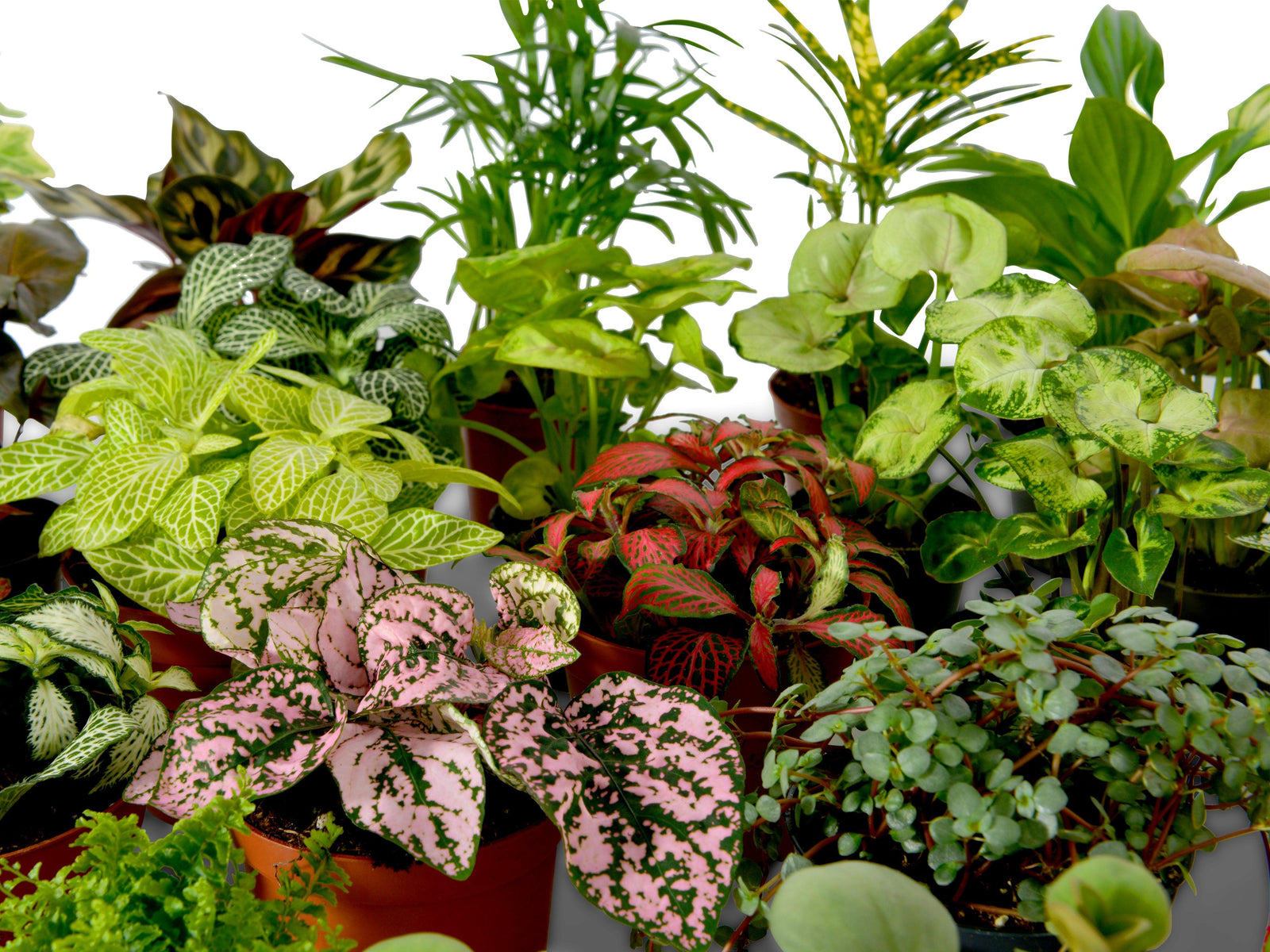 A vibrant assortment of house plants is displayed, featuring various leafy greens and colorful foliage. The collection includes plants with intricate patterns, showcasing a mix of textures.