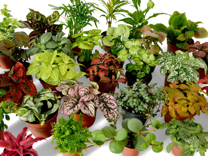 Set of 2, 3, 4 or 5 Terrarium Plants | House Plants | Random Mix | Baby Plants - Tropical Glass