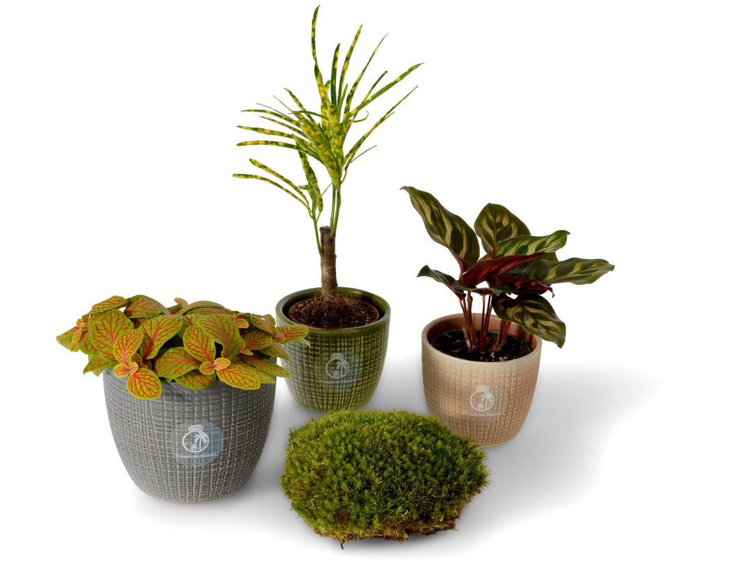 Set of 3 Terrarium Plants and Moss | 'Jungle' - Tropical Glass