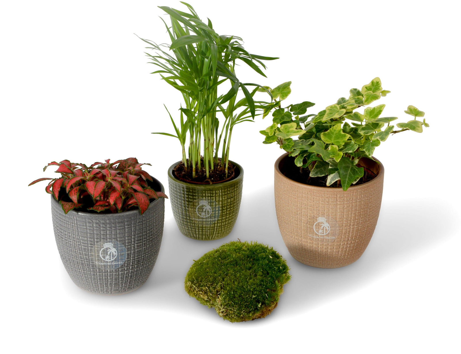 Set of 3 Terrarium Plants and Moss for Closed Terrarium | 'Beginners' - Tropical Glass