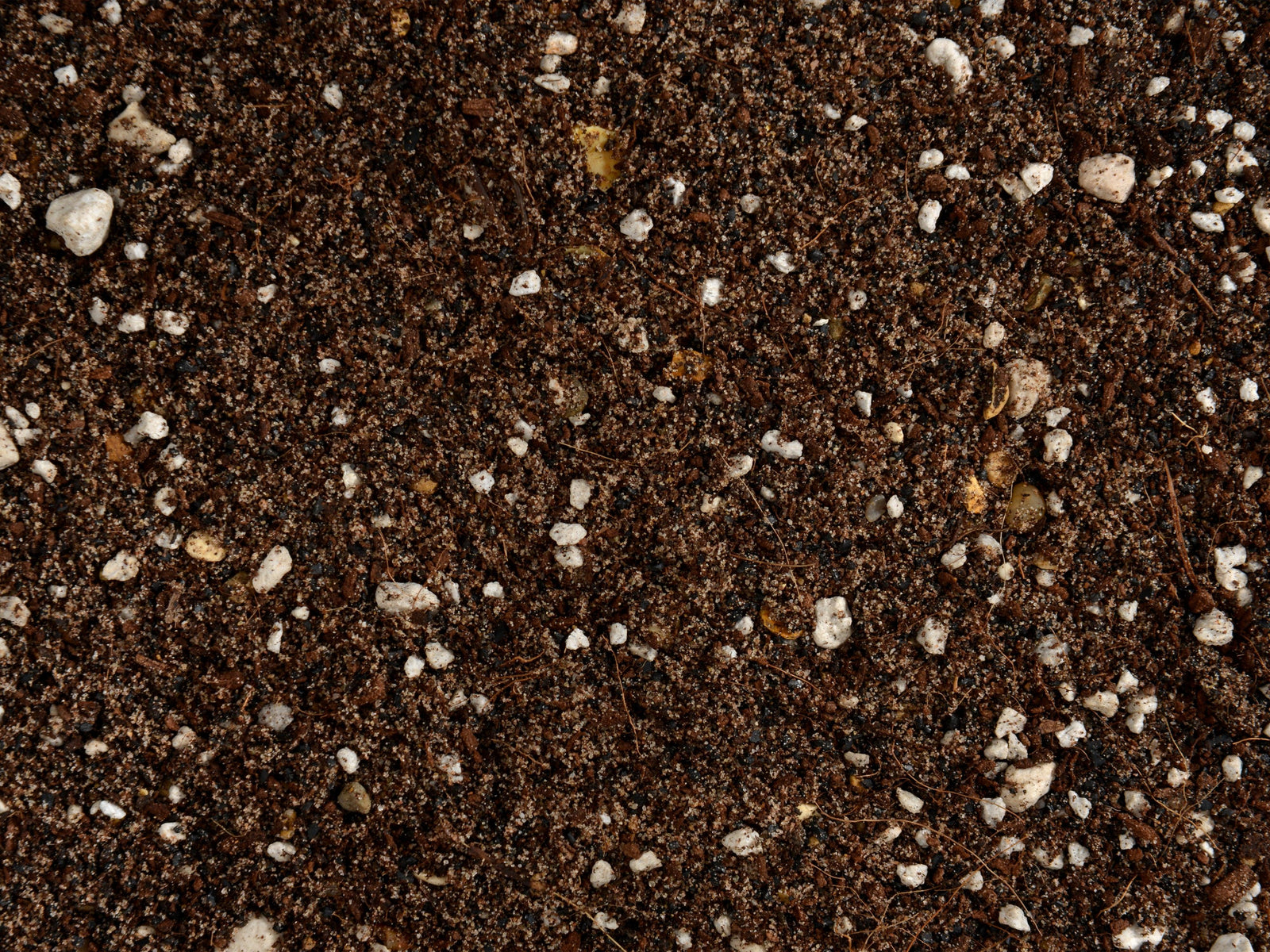 Hand-blended Cacti and Succulent Soil Mix | Potting Mix 0,25l, 0,5l, 1l, 2l - Tropical Glass